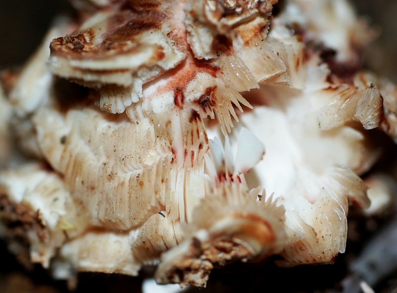 Amanita rubescens?
